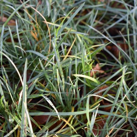 Sesleria nitida