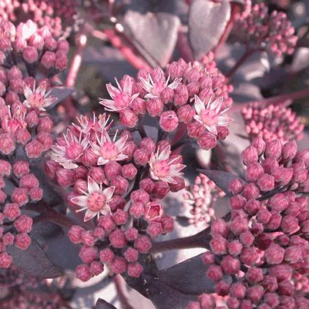 Sedum hybride 'Purple Emperor'