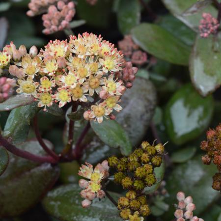 Sedum hybride 'Picolette'