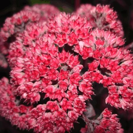 Sedum hybride 'Red Cauli'