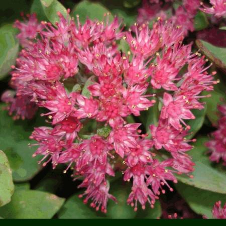 Sedum hybride 'Robustum'