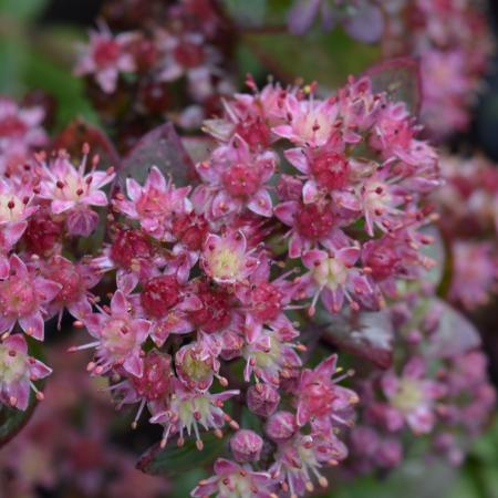 Sedum hybride 'Strawberry and Cream'