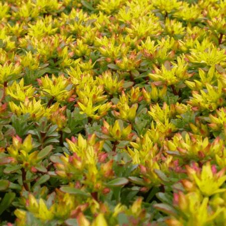 Sedum floriferum 'Weihenstephaner Gold'