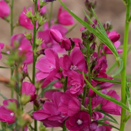 Sidalcea oregana 'Brilliant'