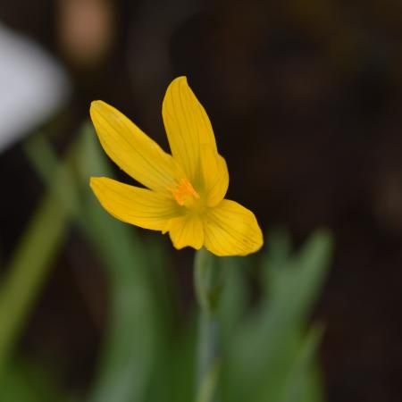 Sisyrinchium californicum