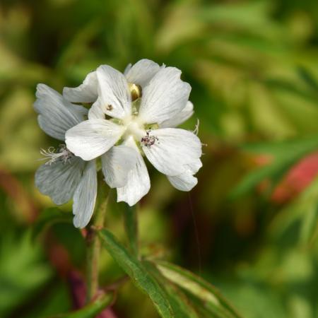 Sidalcea candida