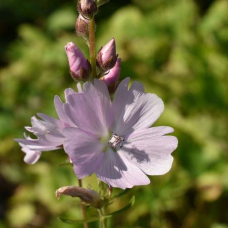 Sidalcea 'Elsie Heugh'