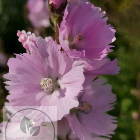 Sidalcea 'Little Princess'