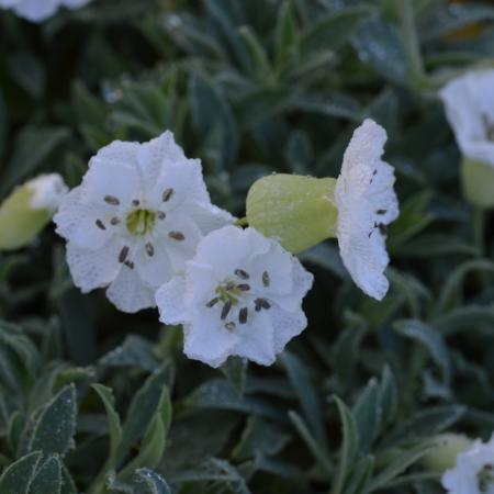 Silene maritima