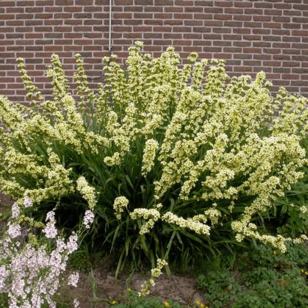 Sisyrinchium striatum