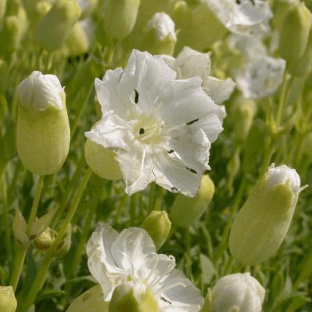 Silene maritima 'Weisskehlchen'