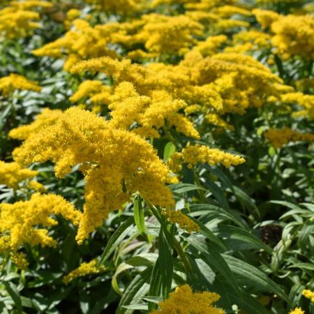 Solidago 'Golden Dwarf'