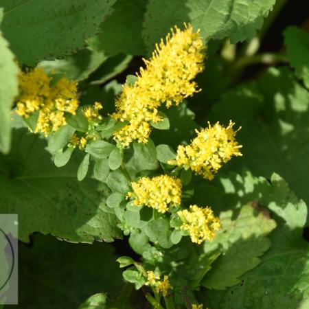 Solidago sphacelata 'Golden Fleece'