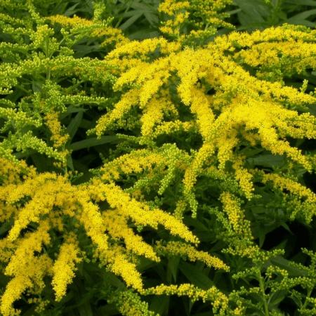 Solidago 'Golden Mosa'