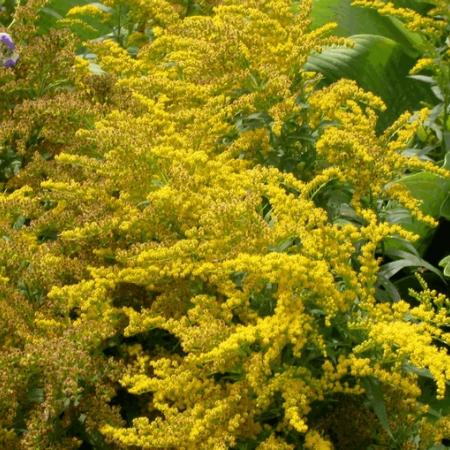 Solidago 'Goldkind'