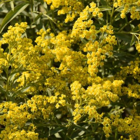 Solidago 'Strahlenkrone'