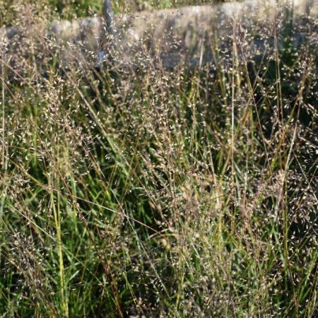 Sporobolus heterolepsis 'Cloud'