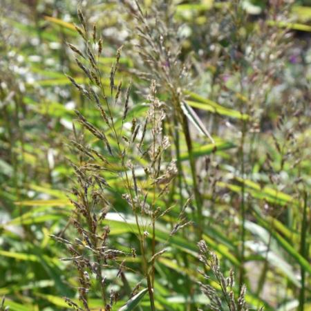 Spodiopogon sibiricus