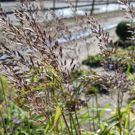 Spodiopogon sibiricus 'West Lake'