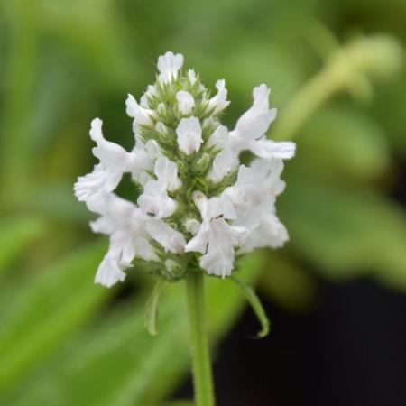 Stachys officinalis 'Alba'