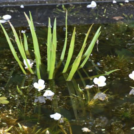 Stratiotes aloides