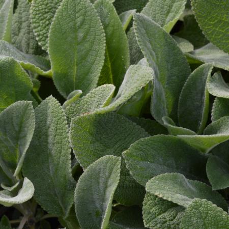 Stachys byzantina 'Big Ears'