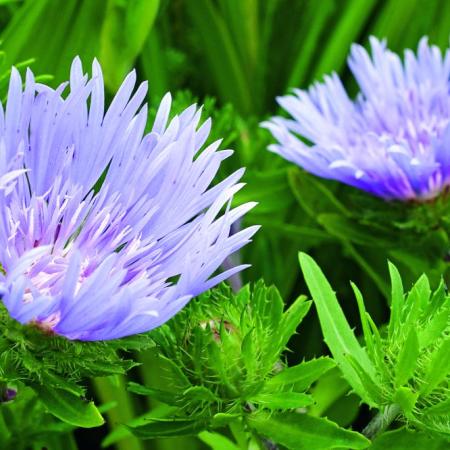 Stokesia laevis 'Blue Star'