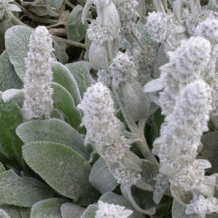 Stachys byzantina