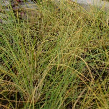 Stipa capillata