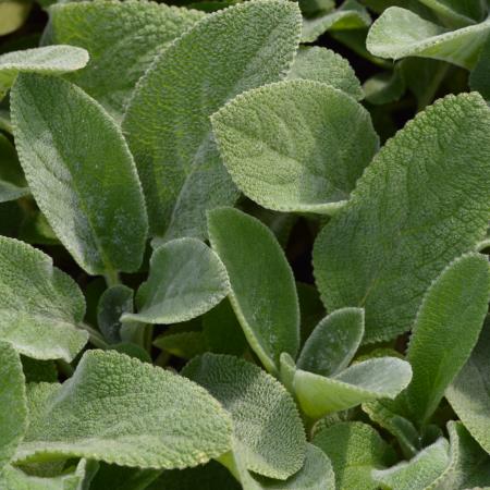 Stachys byzantina 'Cotton Ball'