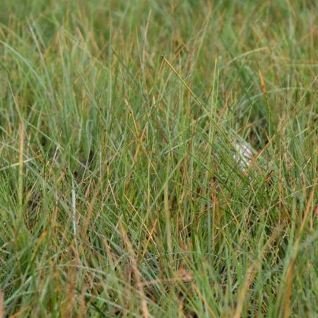 Stipa gigantea