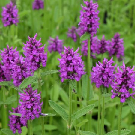 Stachys monnieri 'Hummelo'