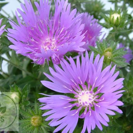 Stokesia laevis 'Mel's Blue'