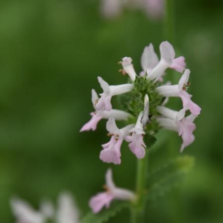 Stachys officinalis 'Pinkie'