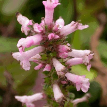 Stachys monnieri 'Rosea'