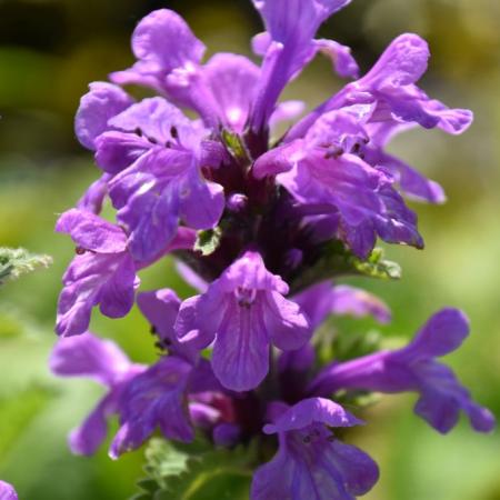 Stachys grandiflora 'Superba'