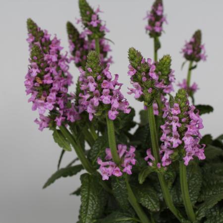 Stachys officinalis 'Ukkie'