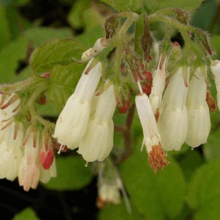 Symphytum grandiflorum