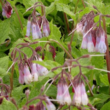 Symphytum grandiflorum 'Hidcote Blue'