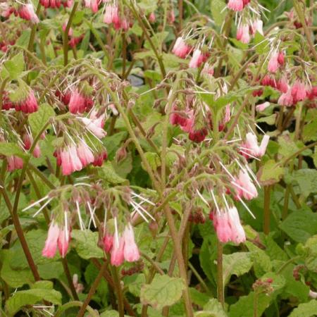 Symphytum grandiflorum 'Hidcote Pink'