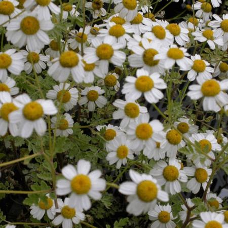 Tanacetum niveum 'Jackpot'