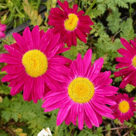 Tanacetum coccineum 'Robinson's Red'