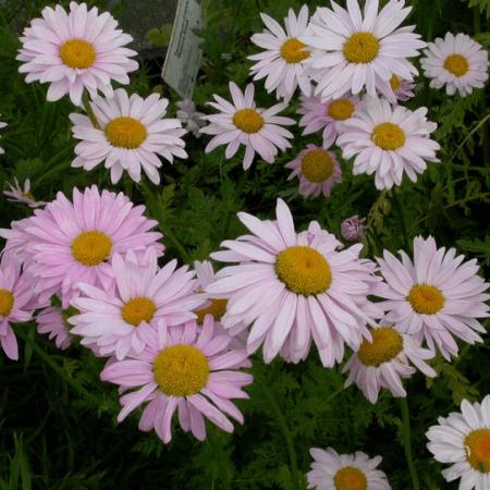 Tanacetum coccineum 'Robinson's Rose'