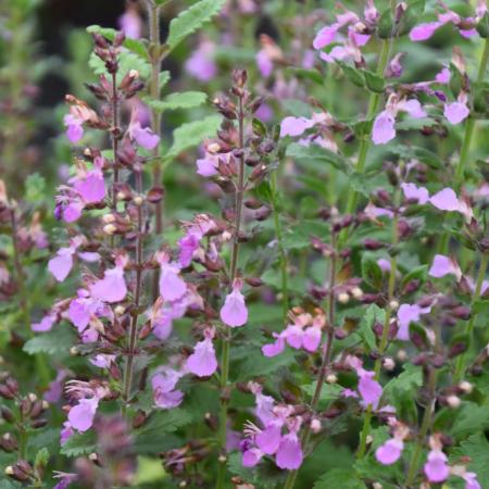 Teucrium chamaedrys