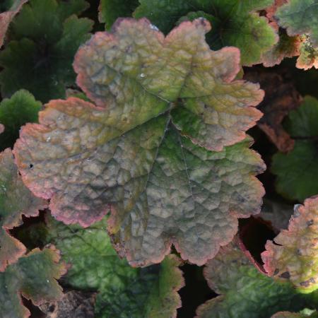 Tellima grandiflora 'Forest Frost'