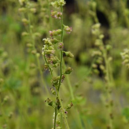 Tellima grandiflora