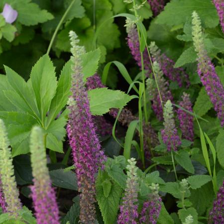 Teucrium hyrcanicum