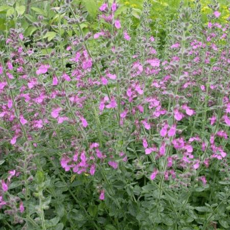 Teucrium lucidrys