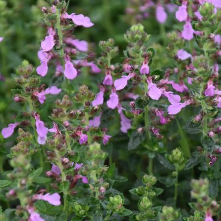 Teucrium chamaedrys 'Nanum'