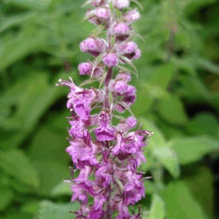 Teucrium hyrcanicum 'Paradise Delight'